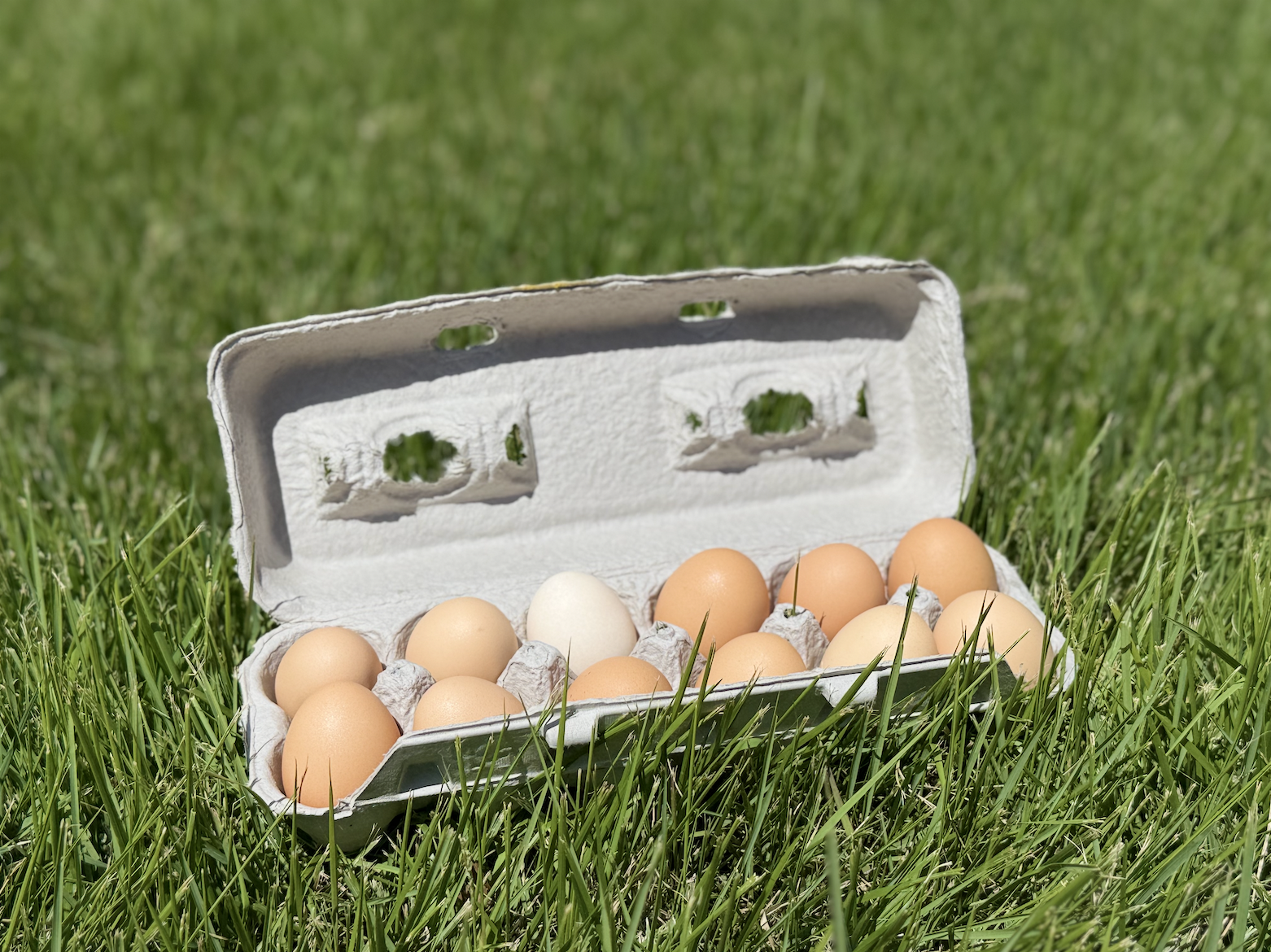 1 Dozen Farm Fresh Eggs